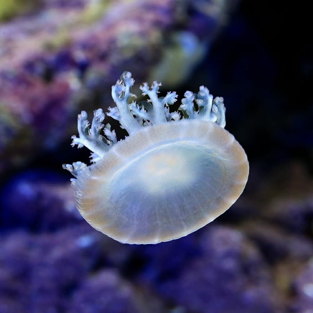 Amazon.co.jp: （海水魚）クラゲ サカサクラゲ Sサイズ（1匹
